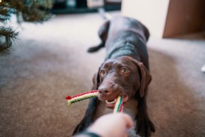Keep Busy At Home With These 4 Indoor Exercises for Dogs