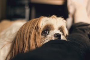 Minimizing Pain After Orthopedic Surgery for Dogs
