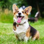 Benefits of Choosing a Board-Certified Veterinary Surgeon For Your Companion’s Treatment
