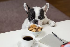 Keep Your Companion Healthy with Weight Loss for Dogs