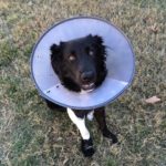 Easing Your Companion's Recovery With an E-Collar After Veterinary Surgery
