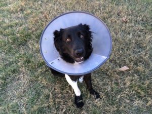 Easing Your Companion's Recovery With an E-Collar After Veterinary Surgery