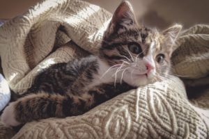 Orthopedic Surgery for Cats With Femur Fractures