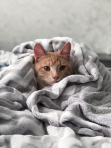 Recovering from Cat Surgery: Signs of Pain in Cats