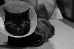 How to Prepare for Soft Tissue Surgery for Cats