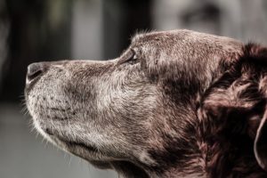 Tips From Maryland Veterinary Surgical Services: Benefits of Semi-Annual Senior Pet Wellness Exams