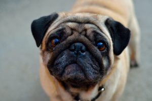 Dog Surgery Spotlight: Treating an Elongated Soft Palate in Brachycephalic Dogs