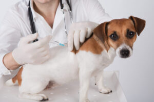 How to Choose the Best Veterinary Surgeon for Your Pet MDVSS