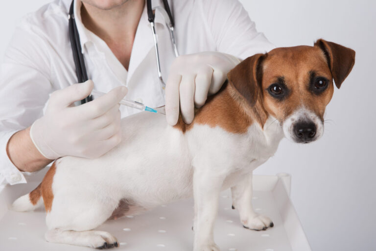 How to Choose the Best Veterinary Surgeon for Your Pet Maryland