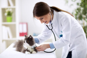 Surgical Tumor Removal for Cats
