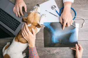 Common Orthopedic Problems in Dogs MDVSS