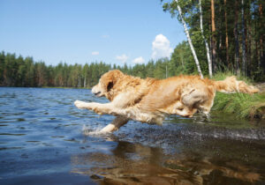 MDVSS Safe Summer with Your Dog