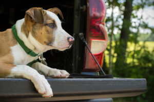 MDVSS Boating Dog