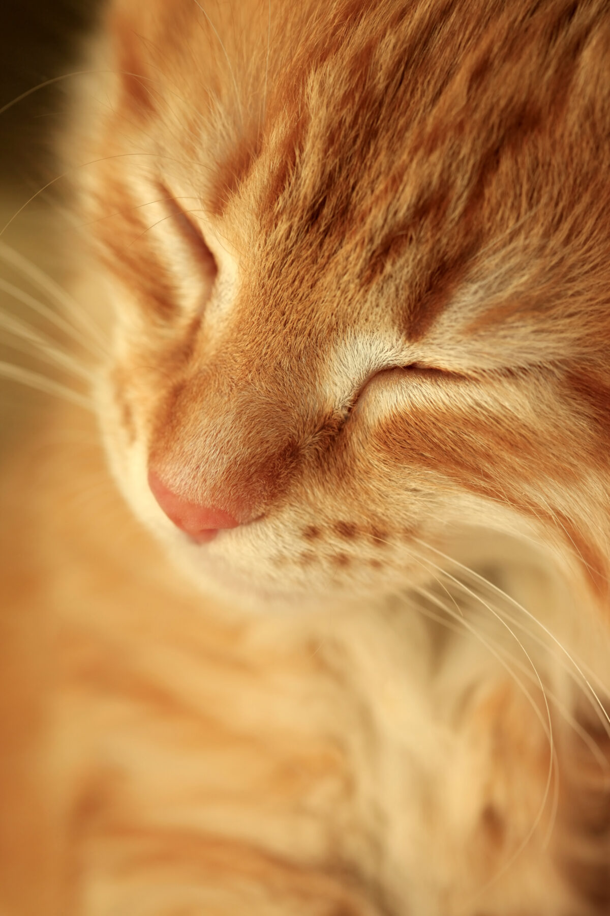 3 Common Cat Health Problems Maryland Veterinary Surgical Services