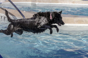 MDVSS Hydrotherapy Dogs