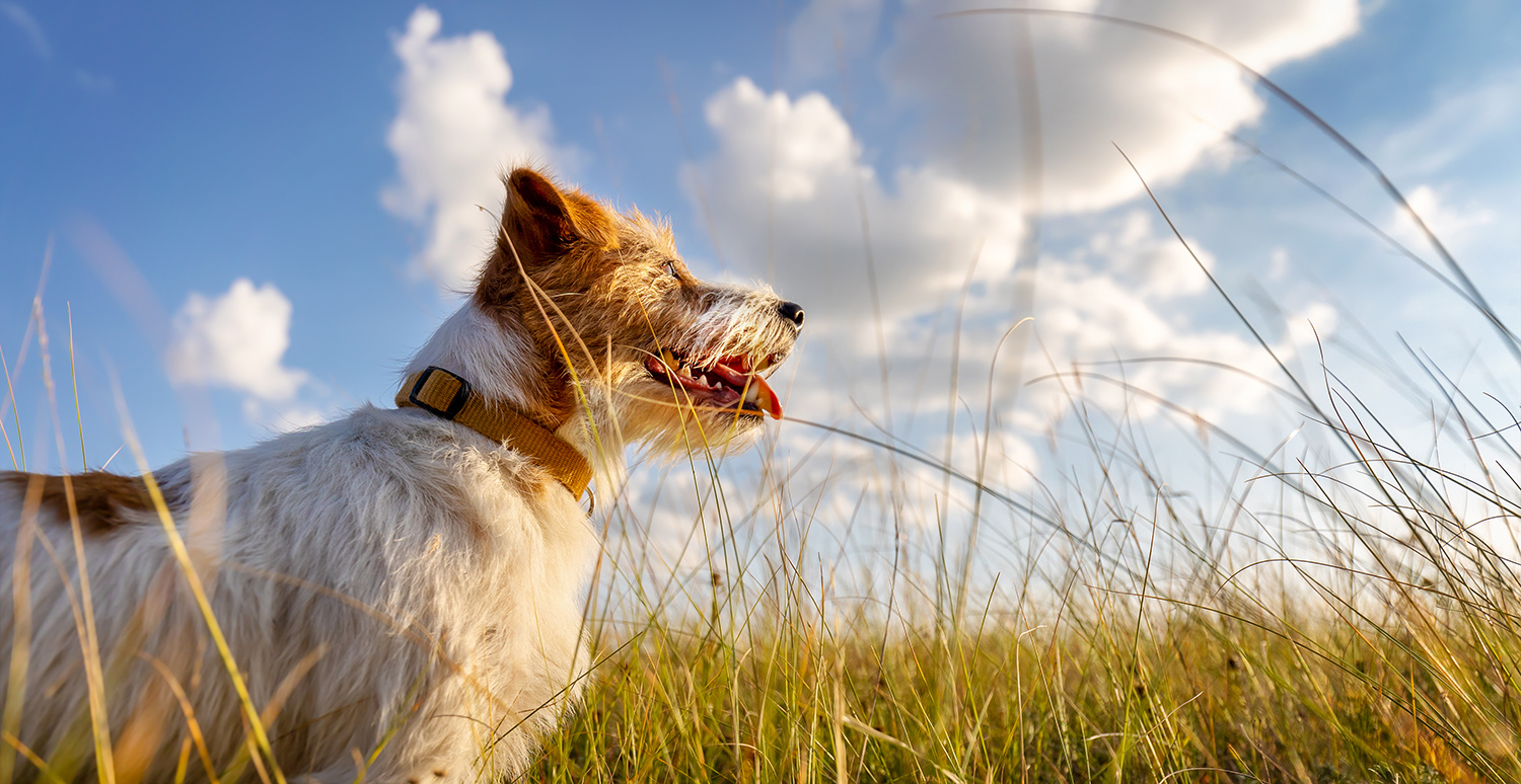 Dealing With Dog Allergies Maryland Veterinary Surgical Services