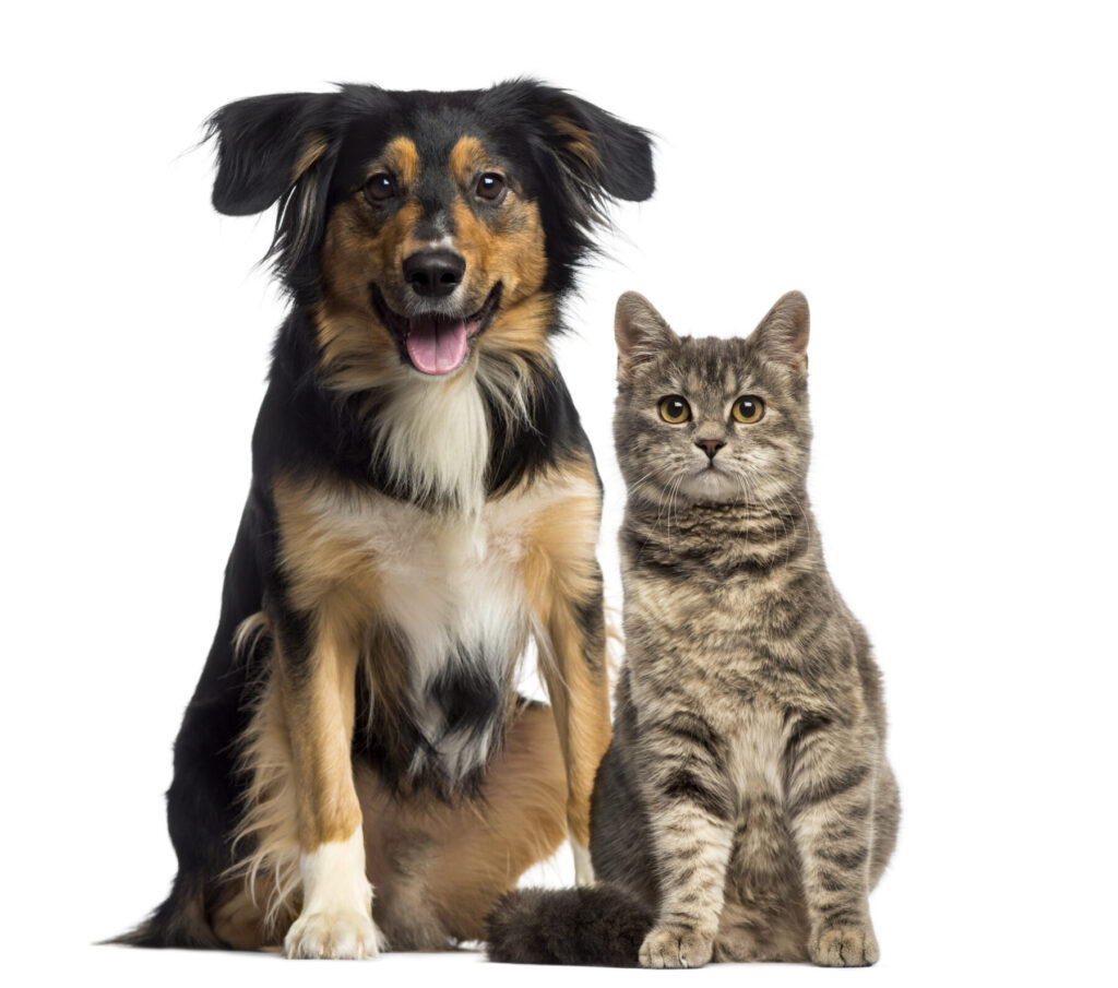 What Role Do NSAIDs Have in Veterinary Medicine? Maryland Veterinary