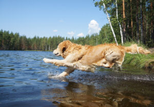 MDVSS Summer Water Hazards