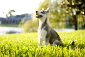 MDVSS Puppy Chewing