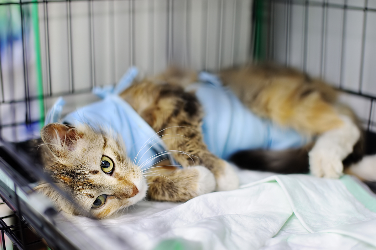 How to Tell if Your Cat is in Pain Maryland Veterinary Surgical Services