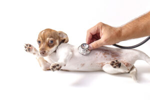 MDVSS Managing Pain After Dog's Surgery
