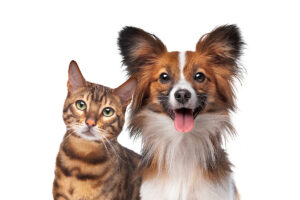 MDVSS Flea & Tick Safety for Pets