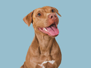 MDVSS Heartworm Preventative for Dogs