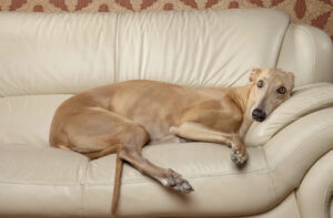 MDVSS Femur Fractures in Dogs