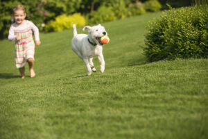 MDVSS OCD of the Shoulder in Dogs