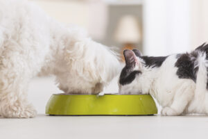 Pet Hydration