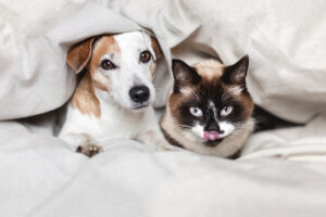 MDVSS Keeping Your Pet’s Fur Healthy and Shiny
