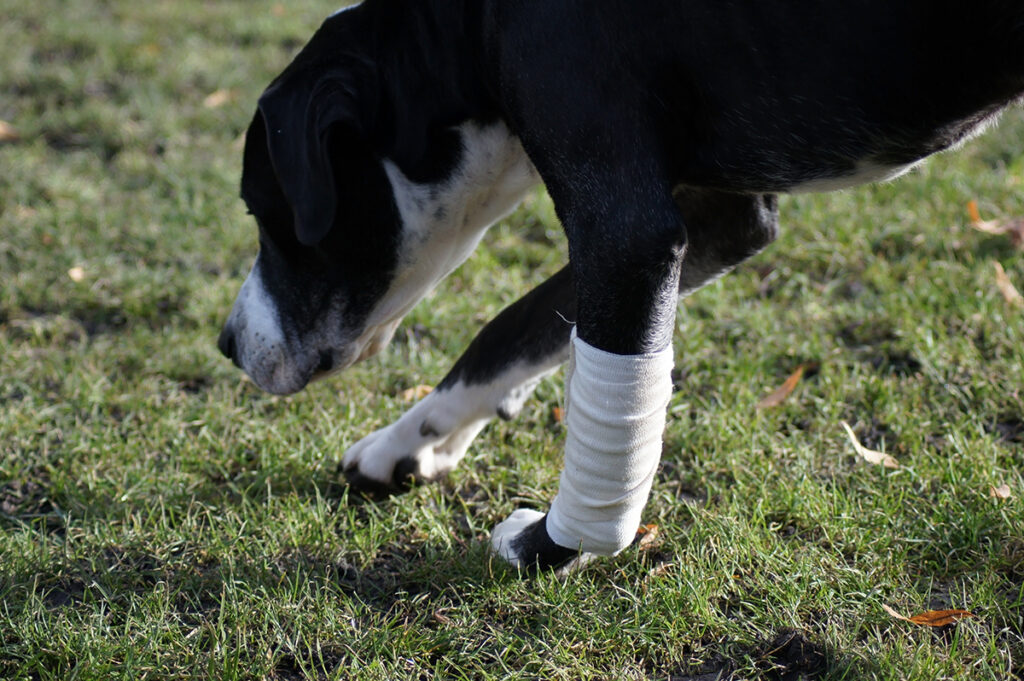 Treating Radius and Ulna Fractures in Dogs: Surgical Techniques and ...