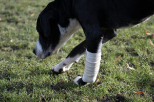 MDVSS Radius and Ulna Fractures in Dogs