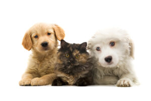 MDVSS Common Pet Poisons in the Home
