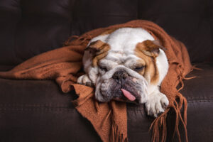MDVSS Managing Obesity in Pets