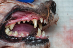 MDVSS Dental Health for Pets