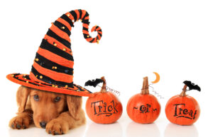MDVSS Halloween Safety for Pets