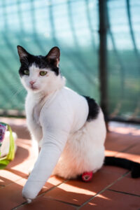 MDVSS Post-Surgery Care For Pets