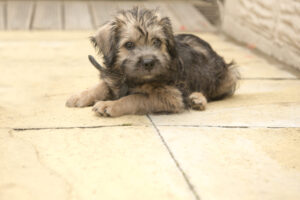 MDVSS Puppy Care 101