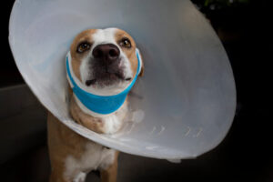 MDVSS Common Surgical Procedures for Pets