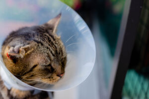 MDVSS E-Collar for Pet Recovery After Surgery