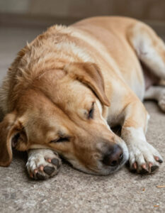 MDVSS Risks of Allowing a Pet Too Much Activity After Surgery