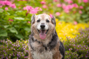 MDVSS Surgery Aftercare for Older Pets